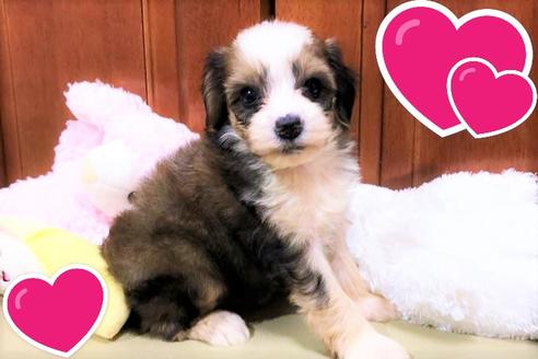 成約済の茨城県のミックス犬-106095の1枚目