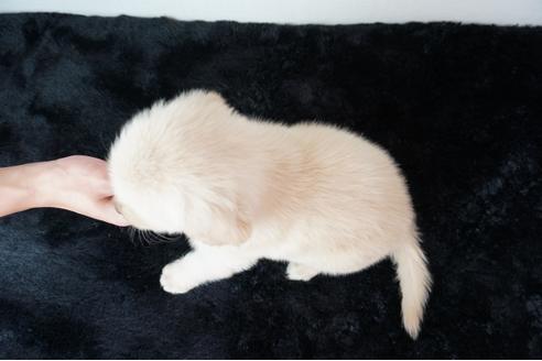 成約済の奈良県のゴールデンレトリーバー-104745の2枚目