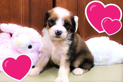成約済の茨城県のミックス犬-106098の2枚目