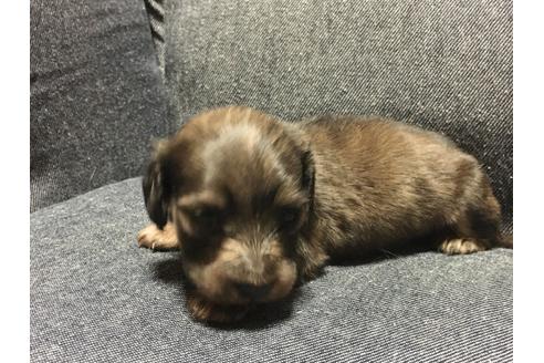 子犬
