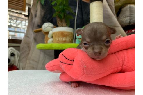 成約済の岐阜県のチワワ(スムースコート)-105847の5枚目