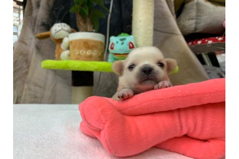 成約済の岐阜県のチワワ(ロングコート)-105821の3枚目