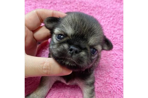 成約済の東京都のチワワ(ロングコート)-105567の25枚目