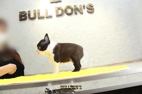 成約済の東京都のボストンテリア-106174の6枚目