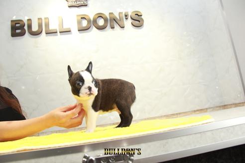 成約済の東京都のボストンテリア-106174の2枚目