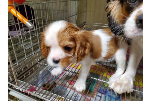 成約済の愛知県のキャバリアキングチャールズスパニエル-106182の4枚目