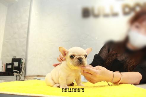 成約済の東京都のフレンチブルドッグ-106073の3枚目