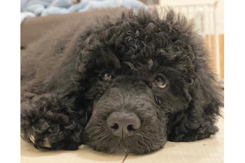 成約済の東京都のミックス犬-102696の2枚目