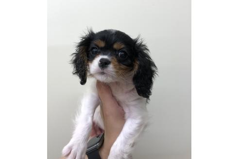 成約済の北海道のキャバリアキングチャールズスパニエル-105511の1枚目