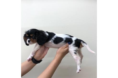 成約済の北海道のキャバリアキングチャールズスパニエル-105511の3枚目