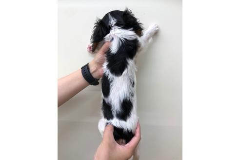 成約済の北海道のキャバリアキングチャールズスパニエル-105511の2枚目