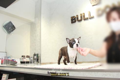 成約済の東京都のボストンテリア-106218の7枚目