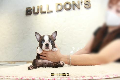 成約済の東京都のボストンテリア-106218の6枚目