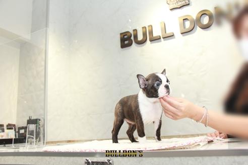 成約済の東京都のボストンテリア-106218の3枚目