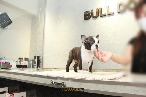 成約済の東京都のボストンテリア-106218の2枚目