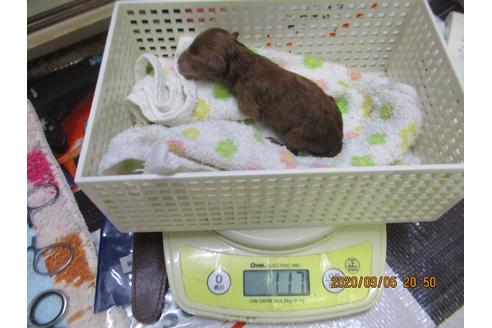 成約済の大阪府のティーカッププードル-106224の3枚目