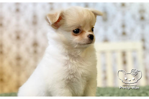 成約済の愛知県のチワワ(ロングコート)-106234の7枚目