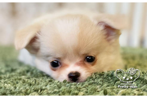 成約済の愛知県のチワワ(ロングコート)-106234の8枚目