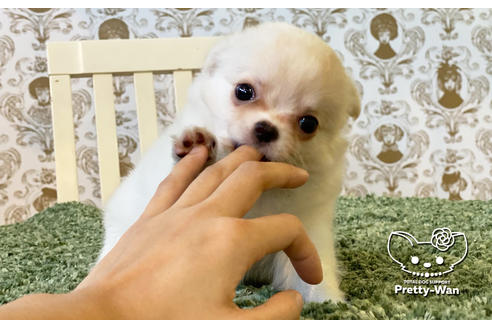 成約済の愛知県のチワワ(ロングコート)-106234の6枚目