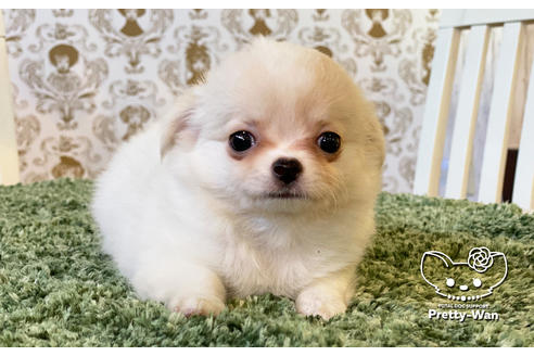 成約済の愛知県のチワワ(ロングコート)-106234の4枚目