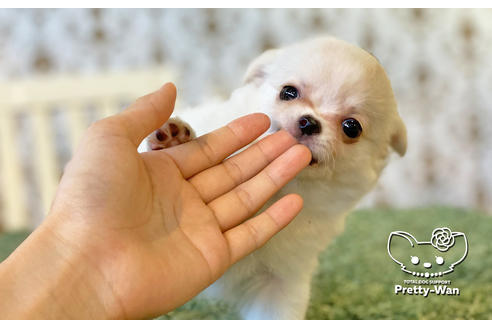 成約済の愛知県のチワワ(ロングコート)-106234の5枚目