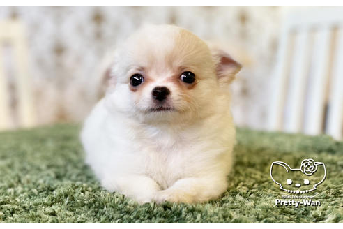 成約済の愛知県のチワワ(ロングコート)-106234の1枚目