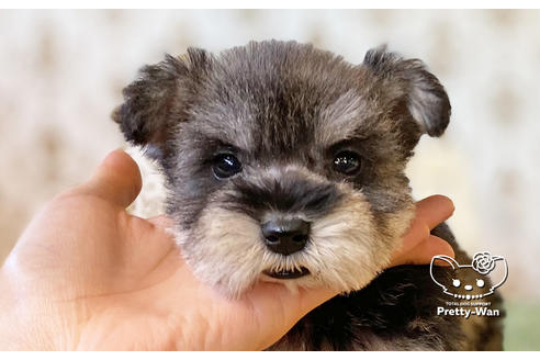 成約済の愛知県のミニチュアシュナウザー-106235の1枚目