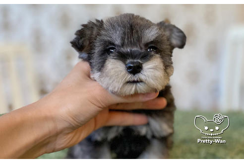 成約済の愛知県のミニチュアシュナウザー-106235の8枚目