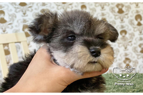 成約済の愛知県のミニチュアシュナウザー-106235の5枚目