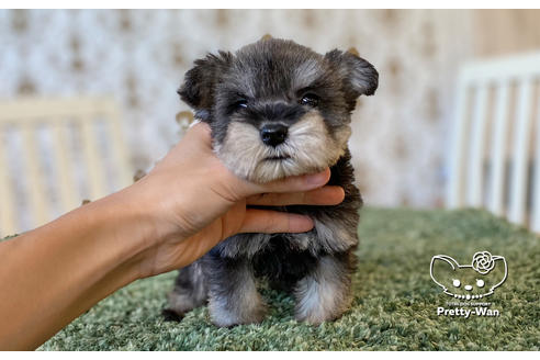 成約済の愛知県のミニチュアシュナウザー-106235の3枚目