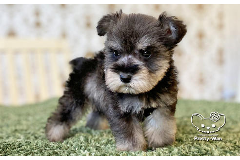 成約済の愛知県のミニチュアシュナウザー-106235の4枚目