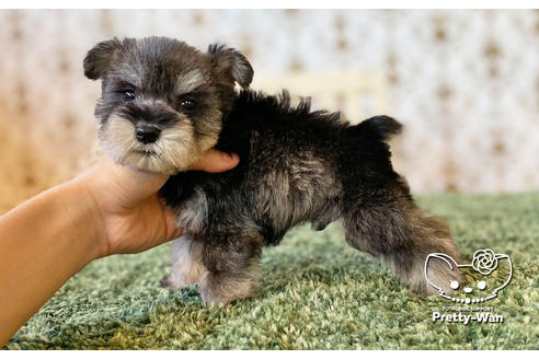 成約済の愛知県のミニチュアシュナウザー-106235の2枚目
