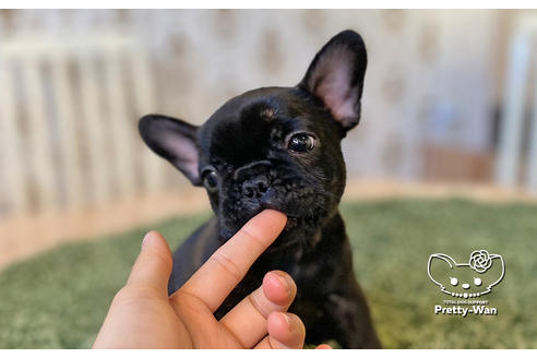 成約済の愛知県のフレンチブルドッグ-106236の4枚目