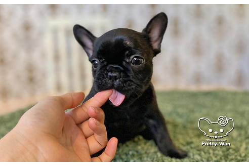 成約済の愛知県のフレンチブルドッグ-106236の3枚目
