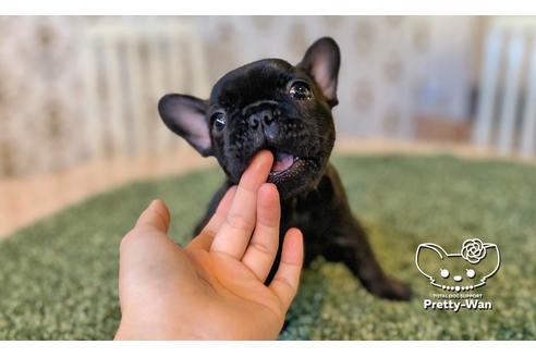 成約済の愛知県のフレンチブルドッグ-106236の1枚目