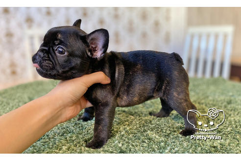 成約済の愛知県のフレンチブルドッグ-106236の2枚目