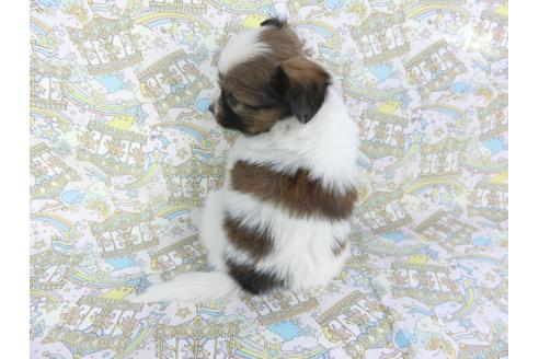 成約済の千葉県のパピヨン-106262の2枚目