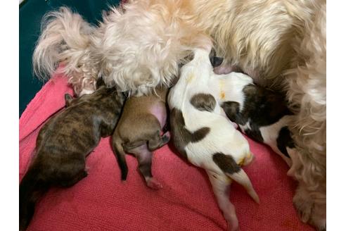 成約済の岐阜県のミックス犬-106270の6枚目