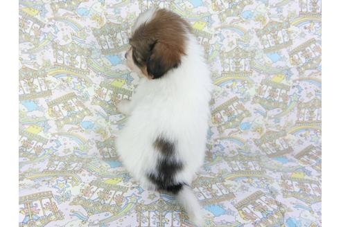 成約済の千葉県のパピヨン-106273の5枚目