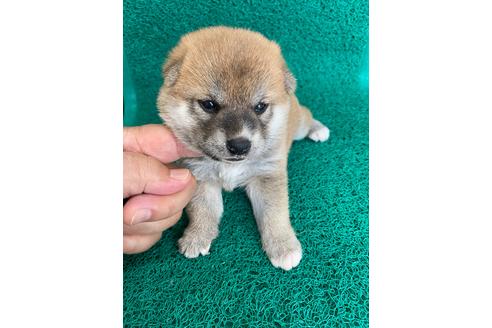 成約済の広島県の柴犬-106278の1枚目