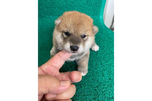 成約済の広島県の柴犬-106279の1枚目