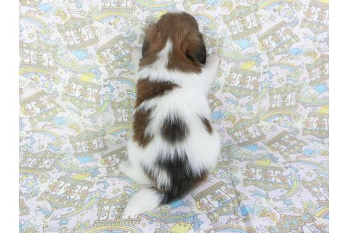 成約済の千葉県のパピヨン-106281の2枚目