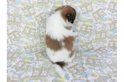 成約済の千葉県のパピヨン-106284の2枚目