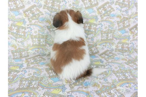成約済の千葉県のパピヨン-106288の9枚目