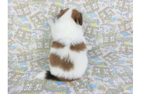 成約済の千葉県のパピヨン-106292の2枚目