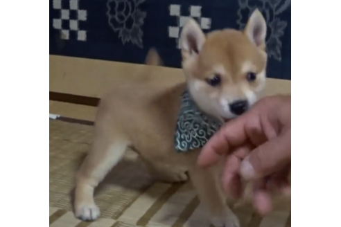 成約済の佐賀県の豆柴-106300の2枚目