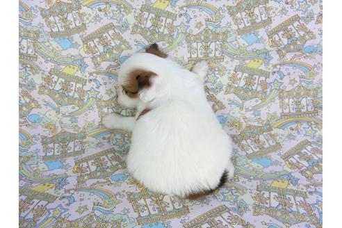 成約済の千葉県のパピヨン-106304の2枚目