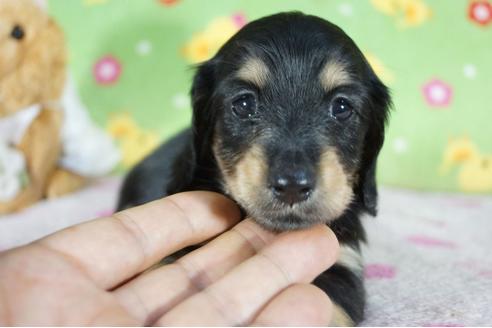 成約済の兵庫県のミニチュアダックスフンド(ロングヘアード)-106357の1枚目