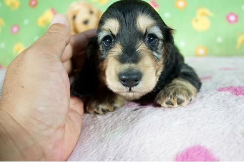 成約済の兵庫県のミニチュアダックスフンド(ロングヘアード)-106359の3枚目