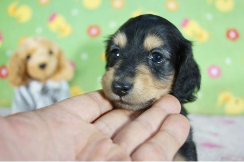 成約済の兵庫県のミニチュアダックスフンド(ロングヘアード)-106360の3枚目
